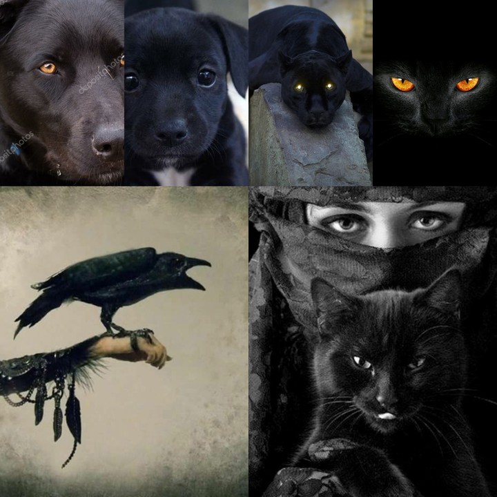 O PRETO BLACK NOIR...