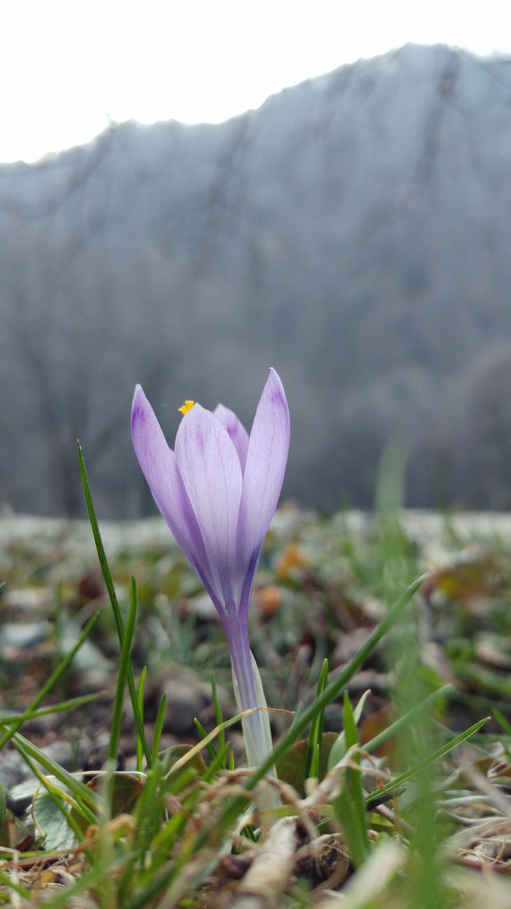 some flower