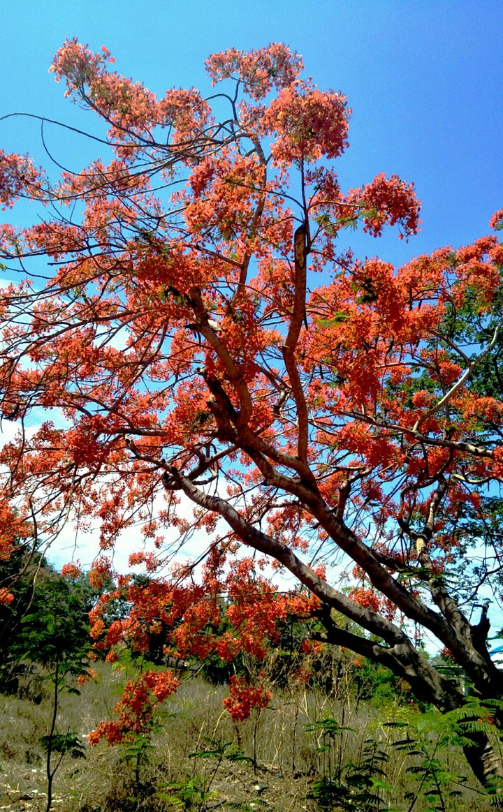 trees