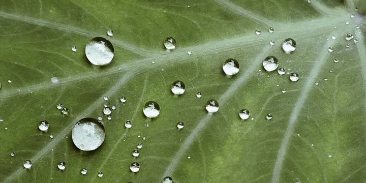 rain