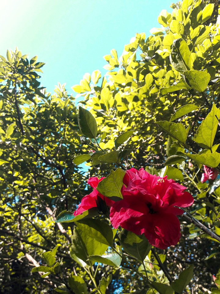 Flower in Nature ???