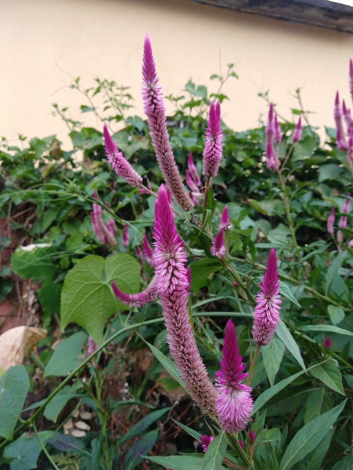 flores