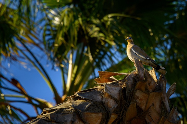branch, beak Hintergrundbilder