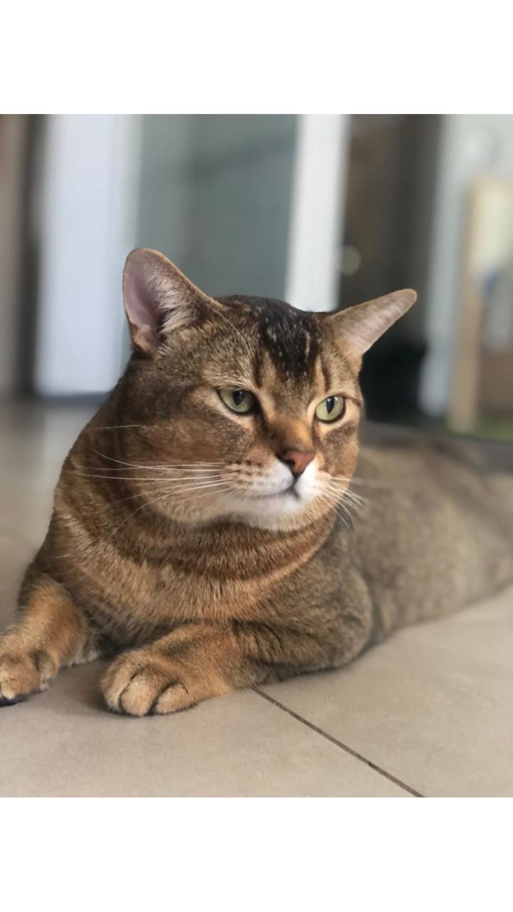 котик