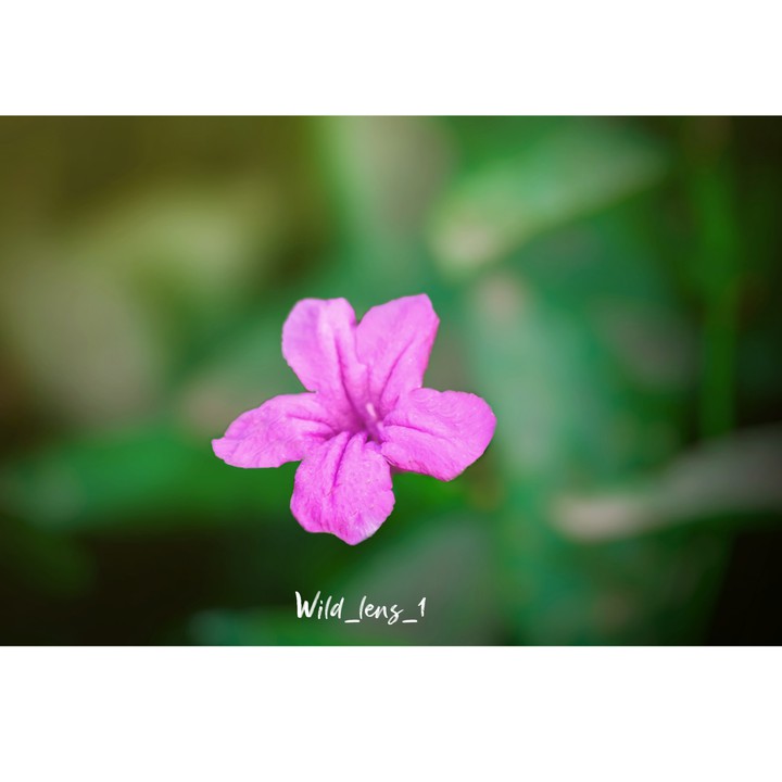 flower