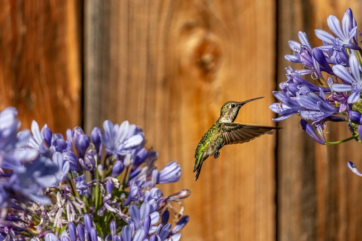 humming bird