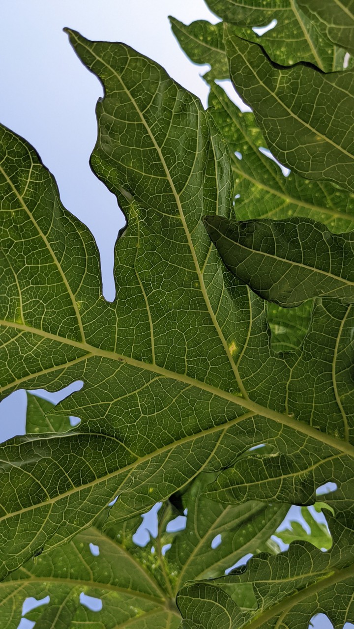 Leaf