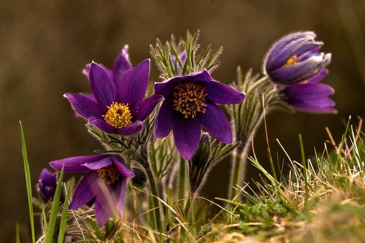 Flores