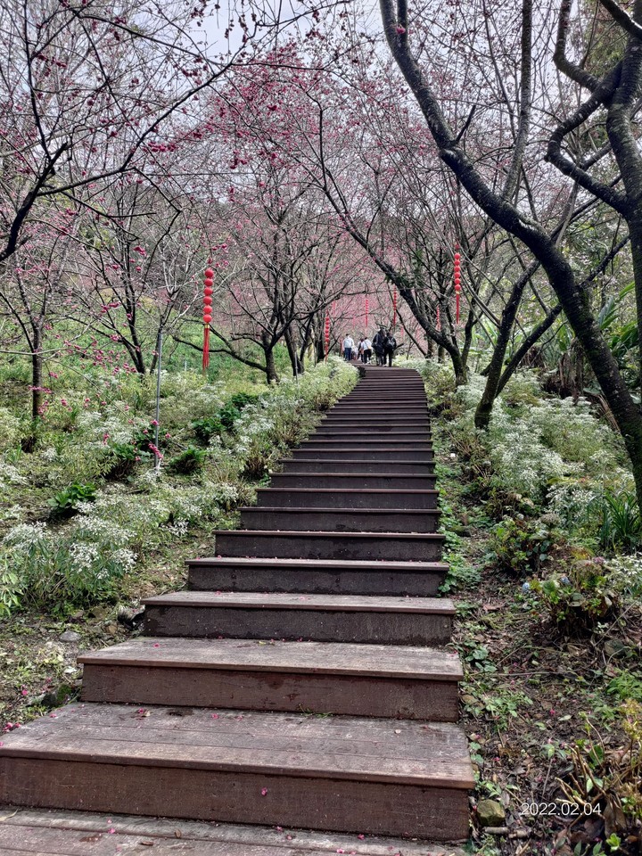 櫻花步道