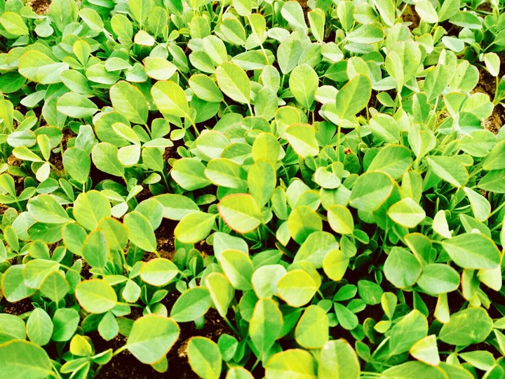 leaf