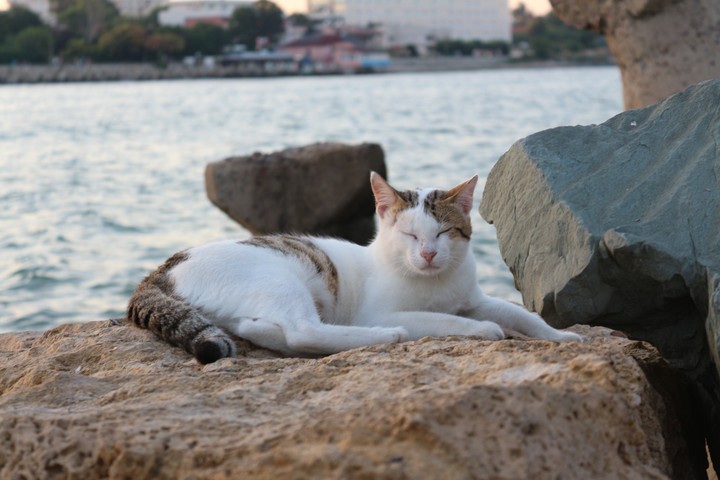 Cat at the sea