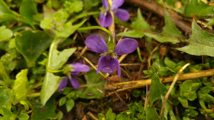 flower