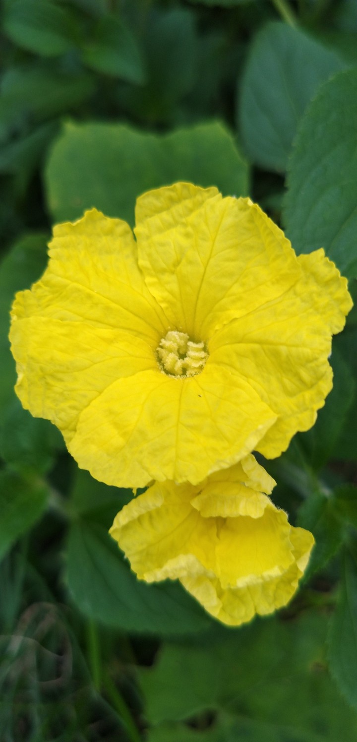 yellow flowers