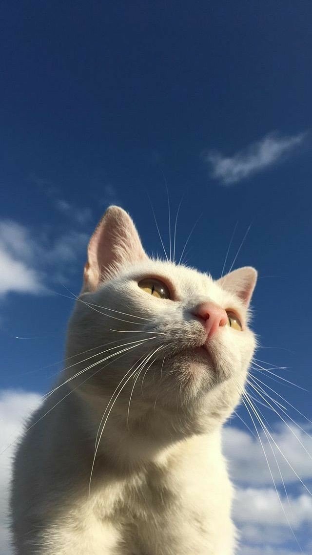 обои
