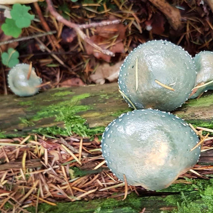 #Mushroom