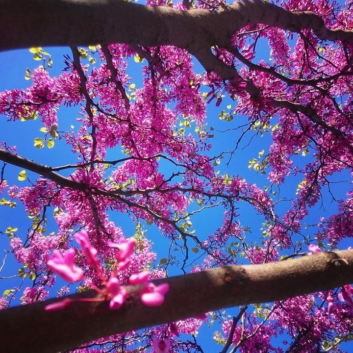 pink-pink.