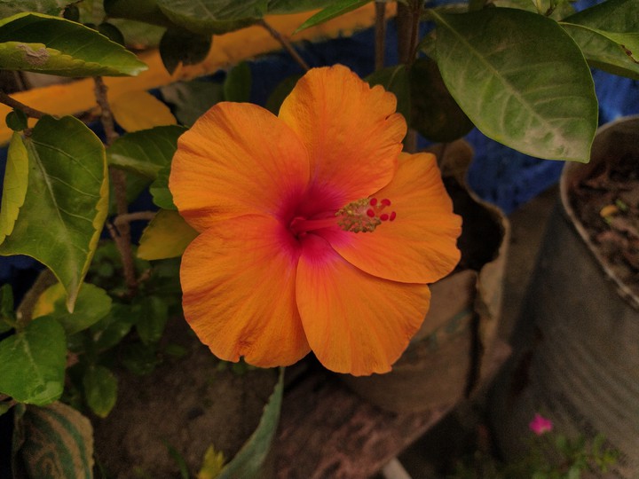 Flower