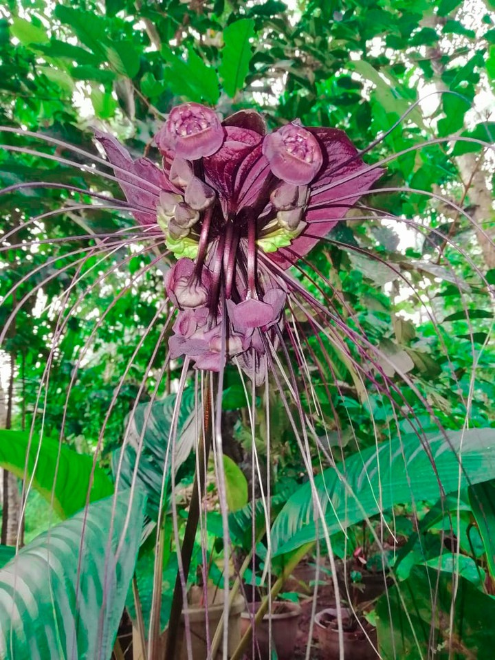 Devil's flower
