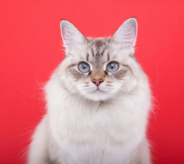 cool cat