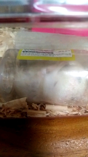 햄스터 꾸시꾸시