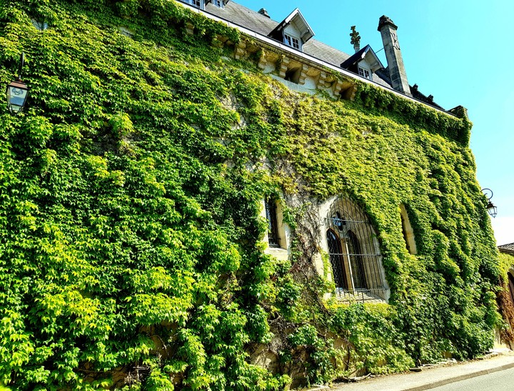 house lost in ivy