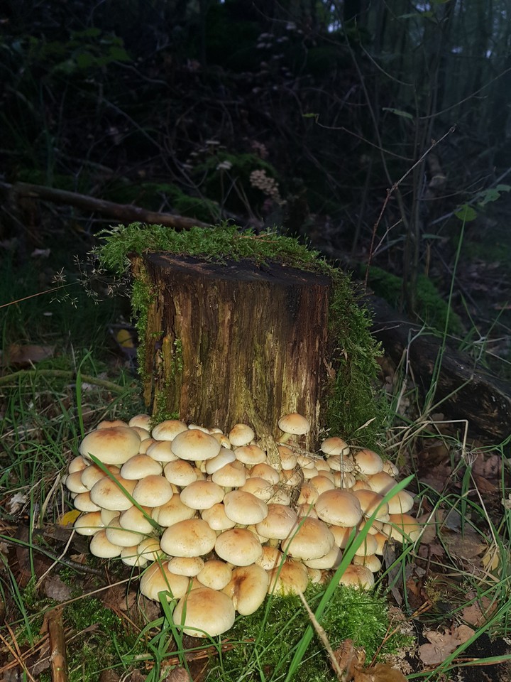 forest