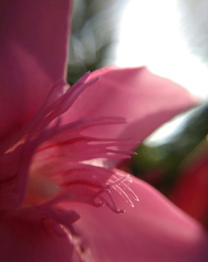 pinky