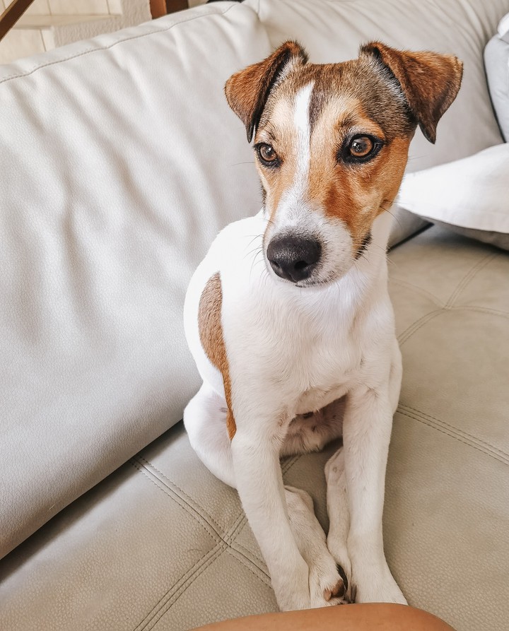 My lovely dog