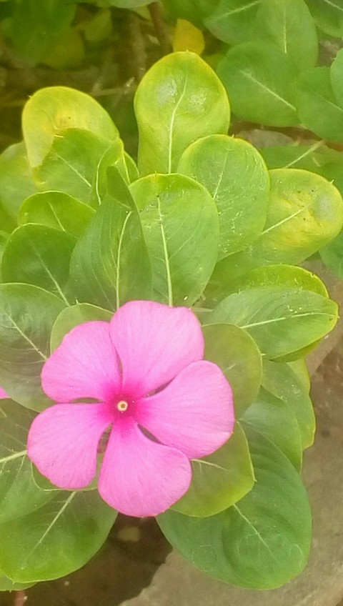 flower, petal wallpapers