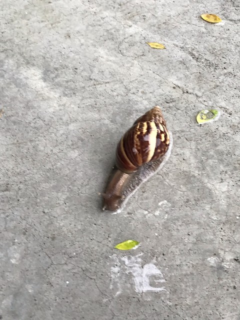 잔디, 도로 배경화면