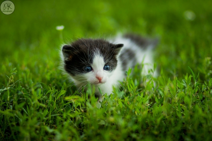 Kitten :-)