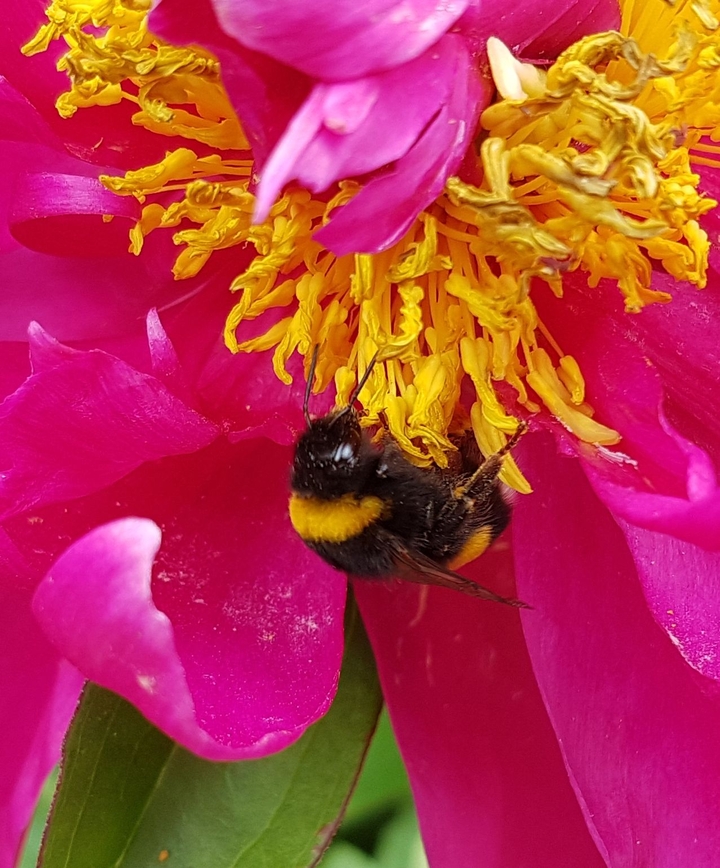 Bumblebee