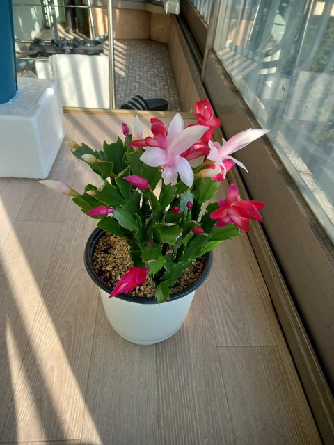 Table, Vase duvar kağıtları