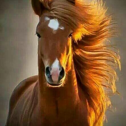 The Horse .