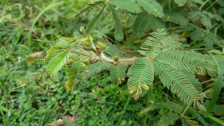 Plant