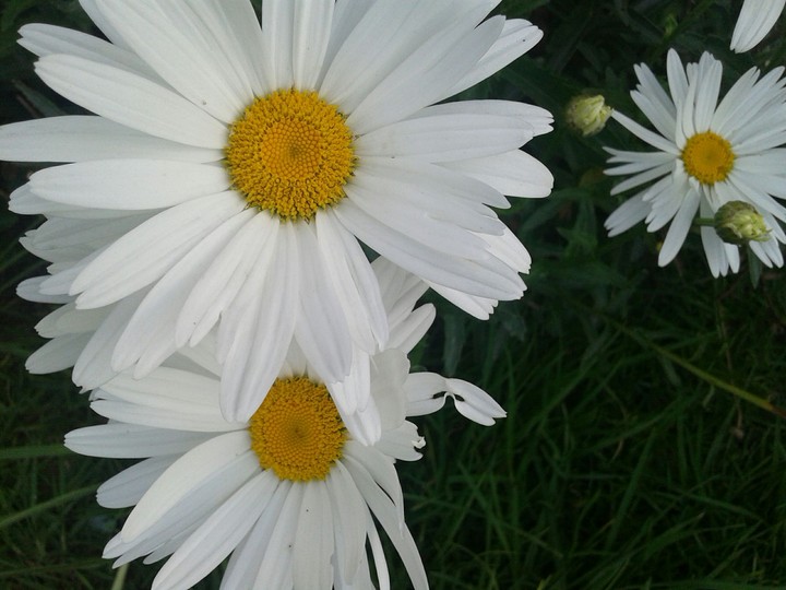 Flor