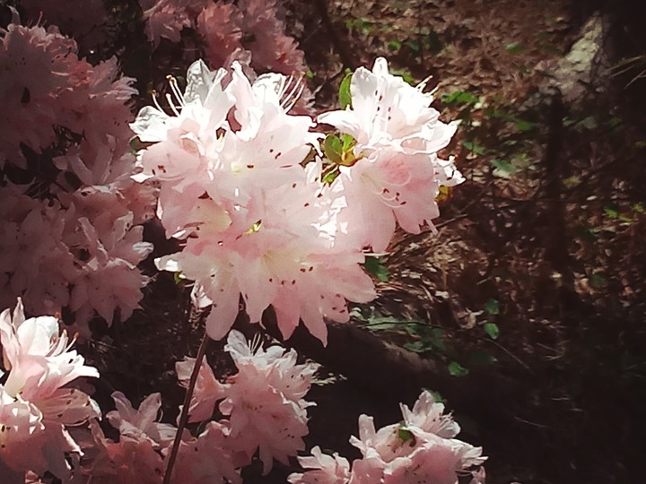 Heart Flower