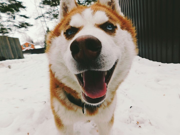 Хасик