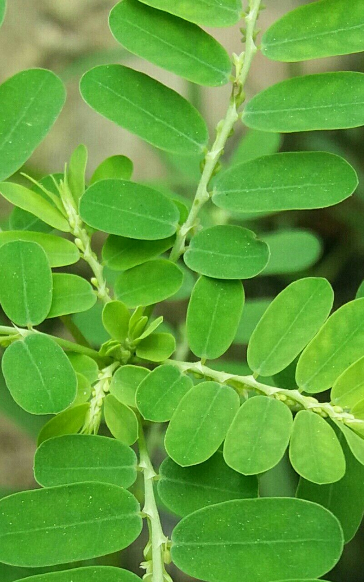 small leaves love