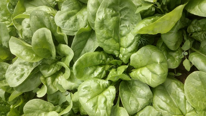 spinach