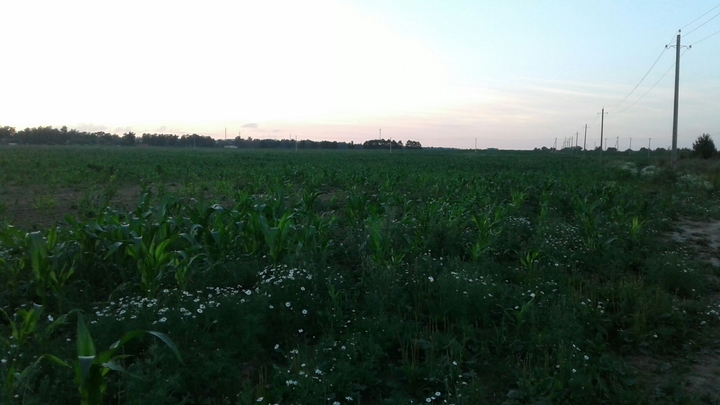 Field