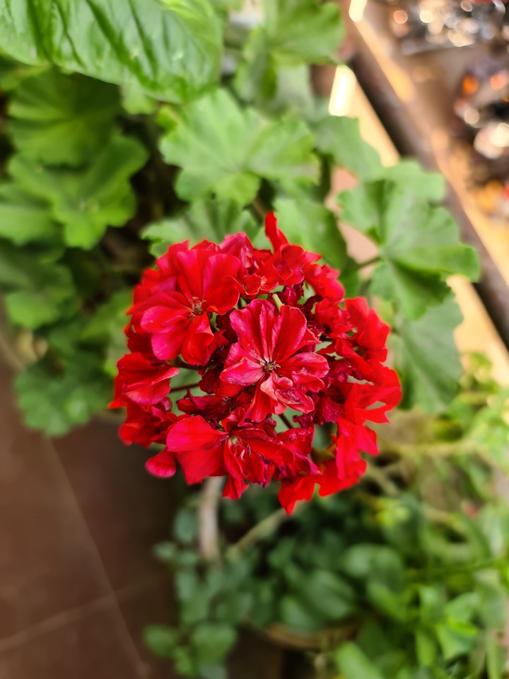 Red Flower