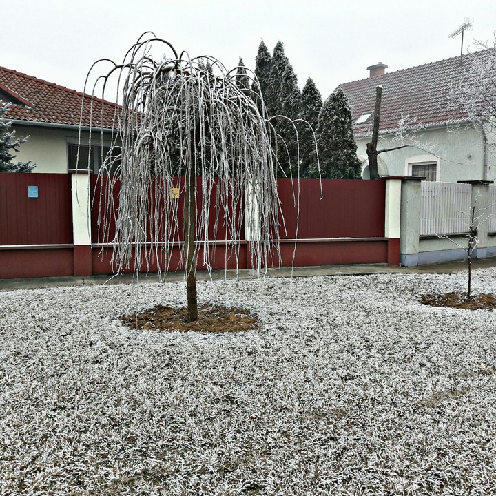 Frozen