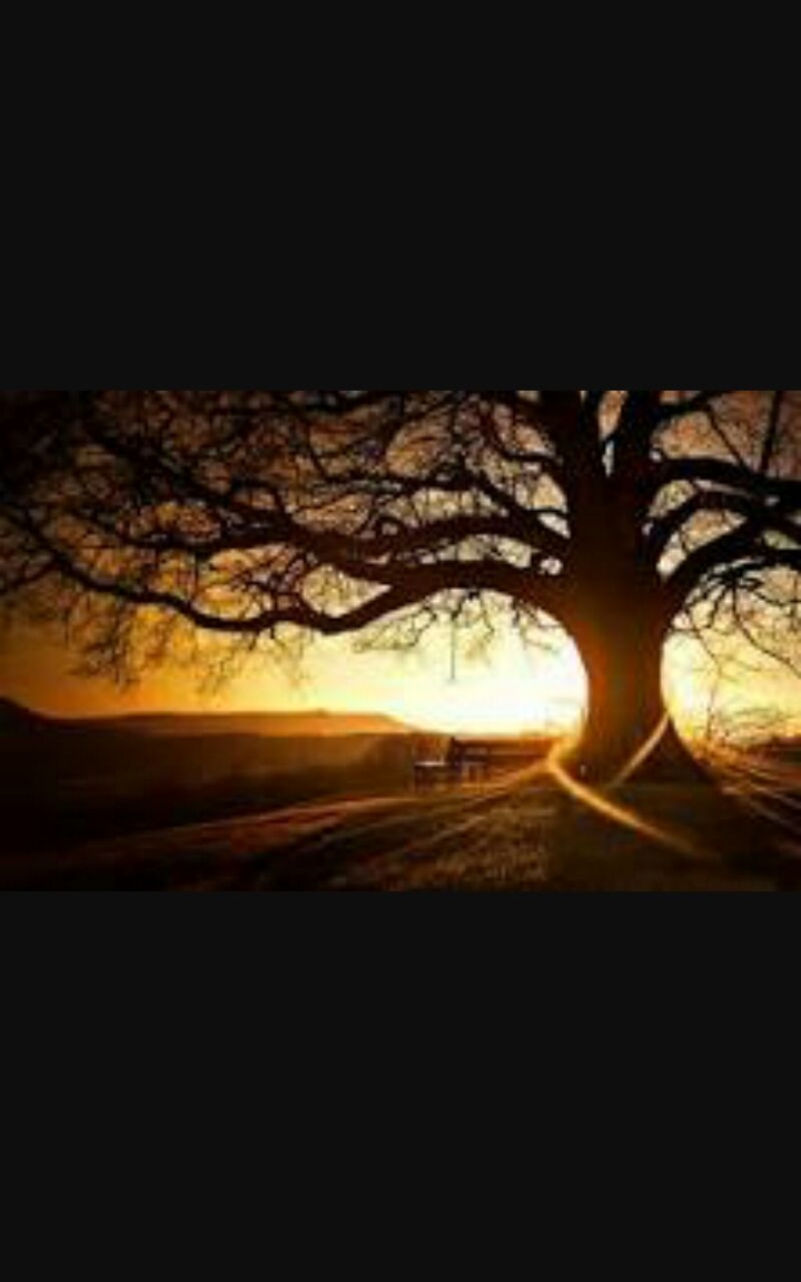 tree