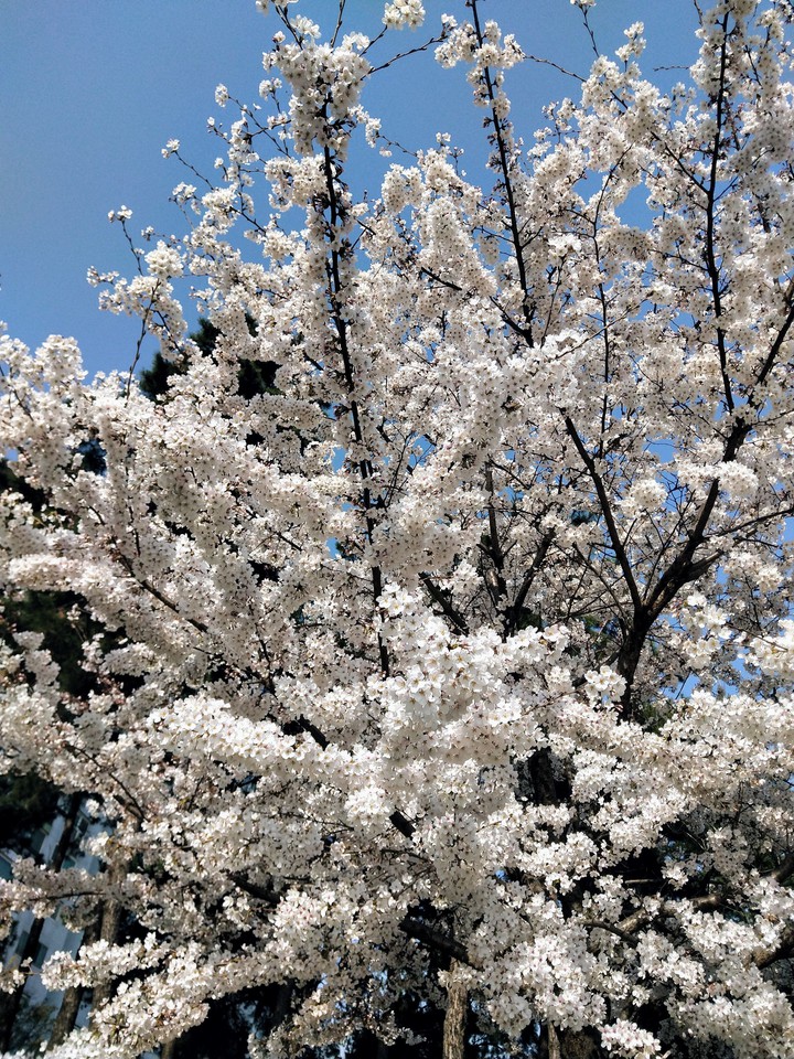 벚꽃
