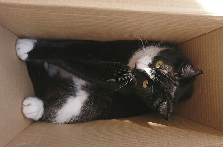 Cat in box