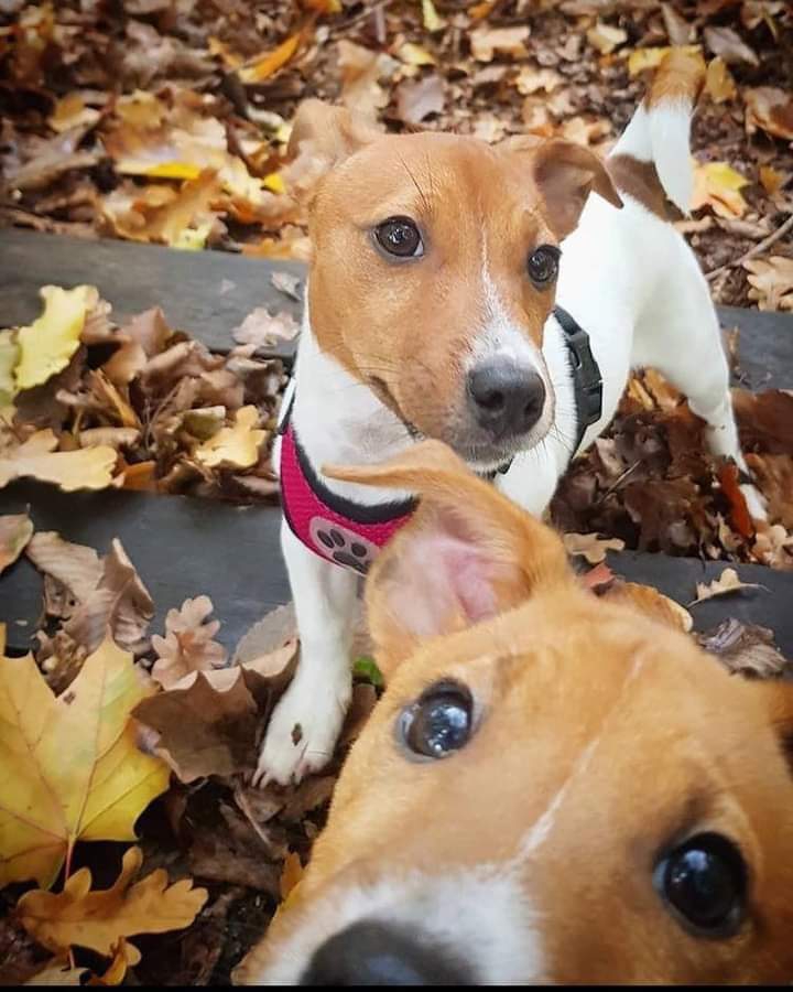 segura o cão