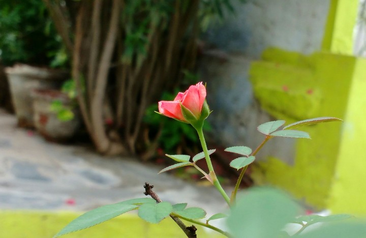 Rose's