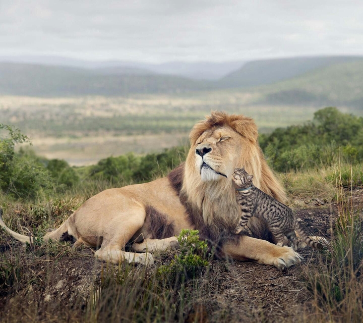 Lion + ©AT