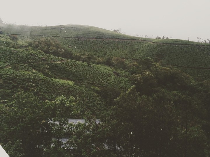 tea estate